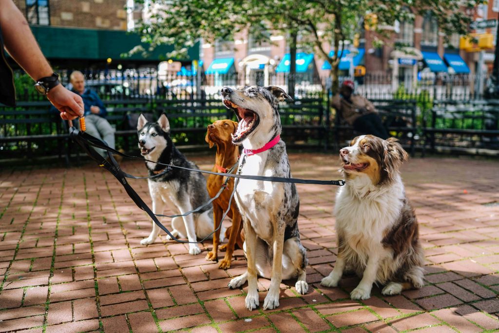 Pet Hotels Dubai