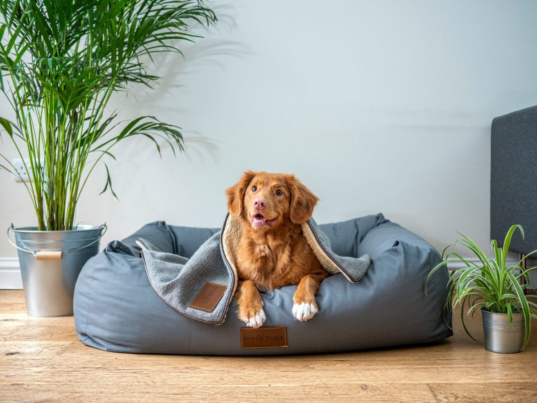 Luxury Pet Hotels